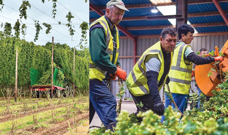 Hop-ping on to the India beer bandwagon