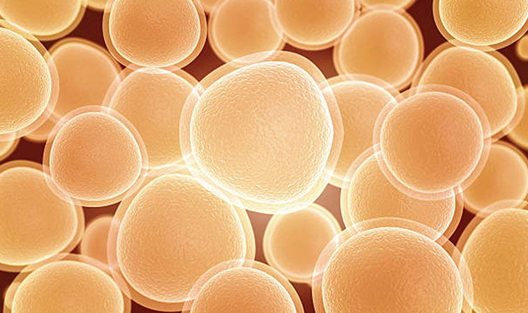 Brewer’s yeast to make new medicines?