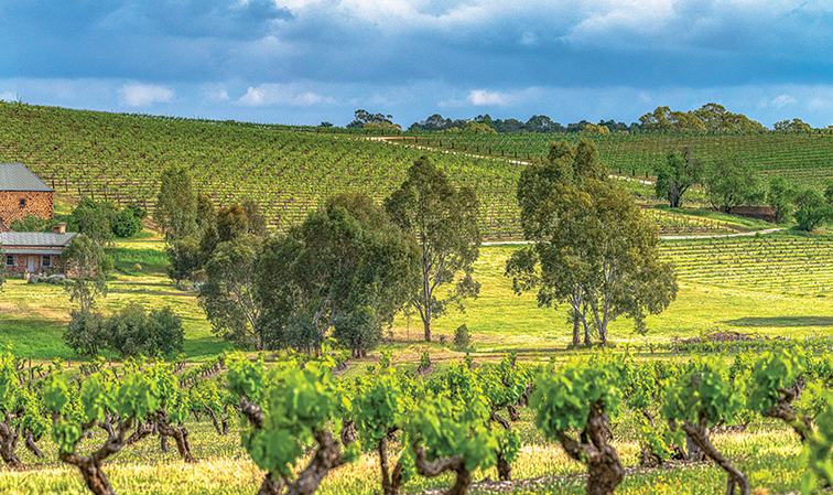 Old-vine produce awaits Indian connoisseurs