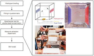 Beer drinkers are mosquito magnets?