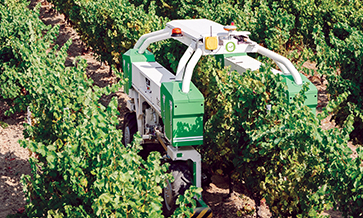UV robot protects grapes sustainably