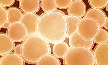 Brewer’s yeast to make new medicines?